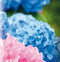 Hortensia/Rhododendron/Heide grond 30 liter