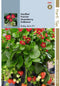 Hortitops zaden - Aardbeien Hangaardbei Ruby Ann F1 BV - Ca. 7 zaden