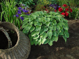 Hosta Blue Cadet XL Plant in 5 Liter pot
