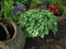 Hosta Blue Cadet XL Plant in 5 Liter pot
