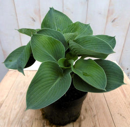 Hosta donkergroen