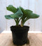 Hosta donkergroen