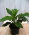 Hosta groengeel