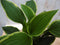 Hosta groengeel