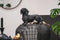 Housevitamin TECKEL BEELD - Who Let The Dogs Out? Woof Woof Woof! - Polyresin - 35x23x19cm Goud