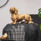 Housevitamin TECKEL BEELD - Who Let The Dogs Out? Woof Woof Woof! - Polyresin - 35x23x19cm Goud