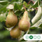Grote perenboom Conference | Pyrus C. Conference 10-14 cm | Bomenbezorgd.nl