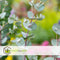 Plant in a Box - Eucalyptus pulverulenta 'Baby Blue' - Eucalyptusstruik - Tuinplant - Pot 19cm - Hoogte 40-45cm