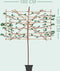 Groene leibeuk 240 cm | Fagus sylvatica 16-20 cm 240 cm| Bomenbezorgd.nl