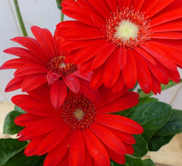 Patio Gerbera rood in grote pot