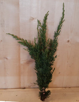 4 stuks Kerstgroen stekel