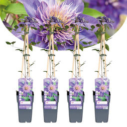 Plant in a Box - Clematis patens - Set van 4 Clematis Multi Blue - Winterharde klimplanten - Pot 15cm - Hoogte 60-70cm