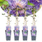 Plant in a Box - Clematis patens - Set van 4 Clematis Multi Blue - Winterharde klimplanten - Pot 15cm - Hoogte 60-70cm