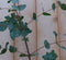 Gomboom Eucalyptus