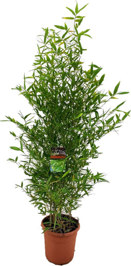 Plant in a Box - Phyllostachys Bisetti - XL Bamboo 'Phyllostachus Bissetii' - Winterhard - Reuzen bamboo - Pot 28cm - Hoogte 160-170cm
