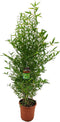 Plant in a Box - Phyllostachys Bisetti - XL Bamboo 'Phyllostachus Bissetii' - Winterhard - Reuzen bamboo - Pot 28cm - Hoogte 160-170cm