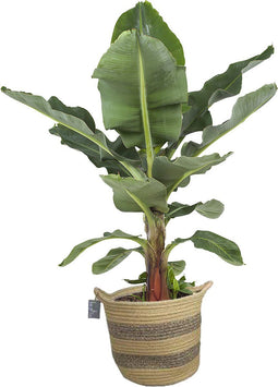 Musa in plantenmand Flores ↨ 75cm - hoge kwaliteit planten