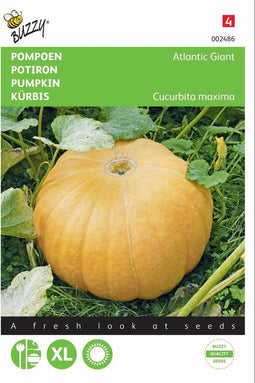 2 stuks - Buzzy - Pompoenen Atlantic Giant