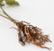 Mica Decorations Eucalyptus Kunstplant - L12 x B28 x H64 cm - Groen