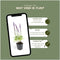 Plants by Frank | 6 Salie planten | Salvia nemorosa 'Ostfriesland' | Winterharde bodembedekker planten | tuinplanten | Winterharde vaste planten meerjarig | Winterharde tuinplanten