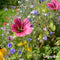 Plukbloemen Mengsel - 32 soorten (500g, 250m2) - Snijbloemen - Snijbloemen Zaad - Bloemenweide - Inheemse Zaden - Bloemen - Bloemzaden - Bloemzaadjes - Plukbloemen Zaad - Colour - Organifer