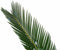 Decorum Duo Cycas Revoluta – ↨ 55cm – ⌀ 14cm