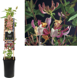 3 stuks - Van der starre - Klimplant Lonicera per. Serotina 75 cm