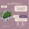 Plants by Frank | 12 witte Lavendelplanten | Vaste planten | Tuinplanten | 12 x Ø7 cm | 15 cm | Lavendelplant winterhard | planten