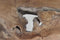 HSM Collection-Bijzettafel Hairpin Poot-ø50x50-Bruin/Zwart-Teak/Metaal