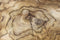 HSM Collection - Bijzettafel - teak root - Natural wax - Teak - 50*50*50