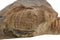 HSM Collection-Decoratieve Schildpad-55x40x25-Naturel-Teak