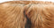HSM Collection-Ronde Kruk Geitenhuid-ø33x45-Assorti/Naturel-Geitenhuid/Teak
