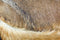 HSM Collection-Ronde Kruk Geitenhuid-ø33x45-Assorti/Naturel-Geitenhuid/Teak