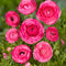 Plant in a Box - Ranunculus - Mix van 80 - Ranunculus bloembollen - Zomerbloeiers - Knollen