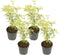 Japanse Esdoorn - Set van 4 - Acer 'Butterfly' - Hoogte 25-40cm - ⌀10,5cm - Acer palm. Butterfly P10,5 x4