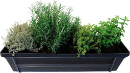 Mix van kruiden in ELHO ® Green Basics balkonbak (Living Black) met metalen balkonrek - Mini-Green - Tuinplanten- Hoogte 30 cm