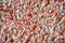 Brink en Campman - Young 61802 Vloerkleed - 250x350 - Rechthoek - Hoogpolig Tapijt - Landelijk - Rood, Roze, Wit
