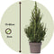 Plant in a Box - Dwergspar - Picea glauca conica 'December' - Hoogte 75-85cm - Potmaat 21cm - boom - groen