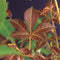3 stuks - Van der starre - Klimplant Parthenocissus Henryana 75 cm