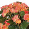 Zalmroze Begonia kunstplant met bloemen 37 cm in terracotta pot - Kunstplanten/nepplanten - Voor binnen