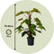 Plant in a Box - Philodendron 'Imperial Red' - Kamerplant - ⌀19 cm - Hoogte 50-55cm