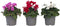 Plant in a Box - Cyclamen Persicum - Mix van 3 - Bloeiende kamerplanten - Pot 9cm - 10-20cm