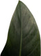FloriaFor - Philodendron Congo Rojo In ELHO Sierpot Brussels (Wit) - - ↨ 70cm - ⌀ 20cm