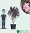 Rode japanse sierkers meerstammig | Prunus serrulata Royal Burgundy | Bomenbezorgd.nl