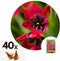 Plant in a Box - Tulipa Little Beauty - Bloembollen x40 - Tulpen - Rood - blauw-wit hart -Meerjarig