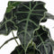 Mica Decorations Alocasia Kunstplant in Bloempot - H50 x Ø30 cm - Groen