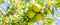 Huid/Haarverzorging Argan huid- haar-nagelolie BIO - 80 - Biologisch
