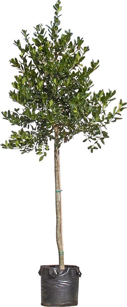 Hulst hoogstam | Ilex 'Nellie R. Stevens' 6-10 cm | Bomenbezorgd.nl