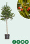 Hulst hoogstam | Ilex 'Nellie R. Stevens' 6-10 cm | Bomenbezorgd.nl