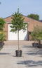 Hulst hoogstam | Ilex 'Nellie R. Stevens' 6-10 cm | Bomenbezorgd.nl